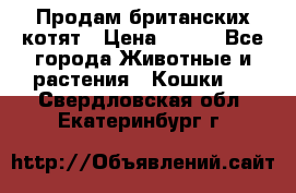 Продам британских котят › Цена ­ 500 - Все города Животные и растения » Кошки   . Свердловская обл.,Екатеринбург г.